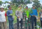 Dukung Program Kelurahan, Bhabinkamtibmas dan Babinsa Mandalika Tanam Pohon di Montong Are